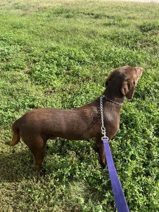 Benny, an adoptable Retriever, Mixed Breed in McCook, NE, 69001 | Photo Image 3