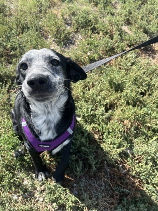 Gwen, an adoptable Border Collie, Mixed Breed in McCook, NE, 69001 | Photo Image 1