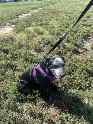Gwen, an adoptable Border Collie, Mixed Breed in McCook, NE, 69001 | Photo Image 2
