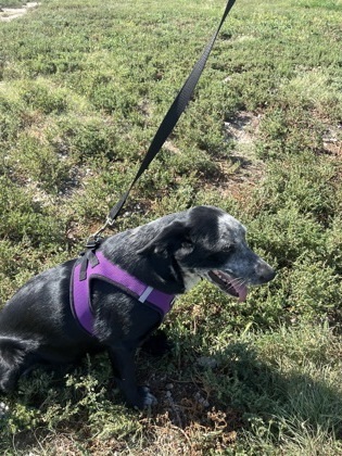 Gwen, an adoptable Border Collie, Mixed Breed in McCook, NE, 69001 | Photo Image 3