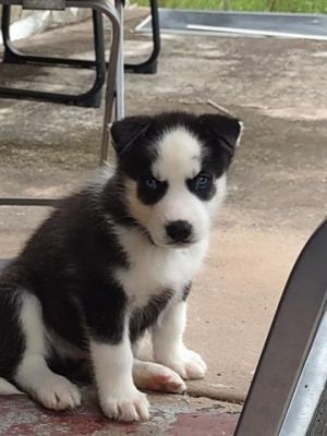 DOG