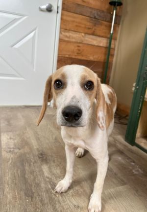 Daisy