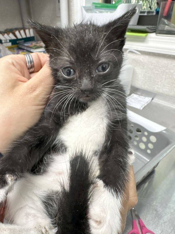 Scarlett thumbnail 2