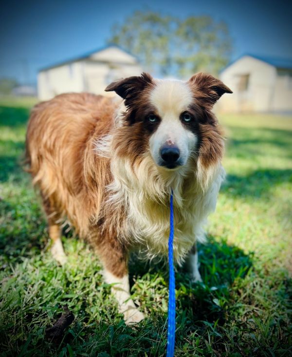 Trigger Aug thumbnail 2