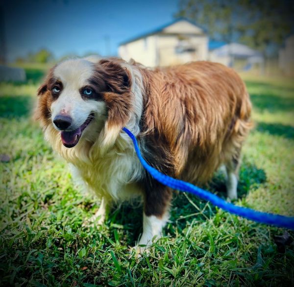 Trigger Aug thumbnail 3