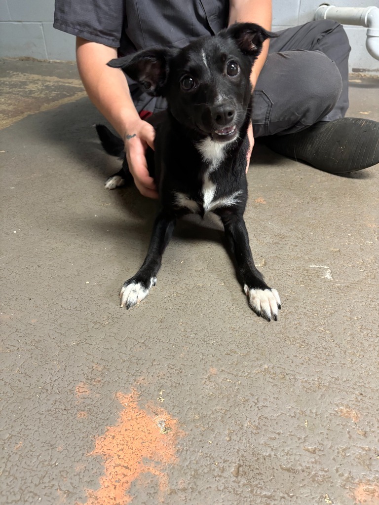 Bella(AC)