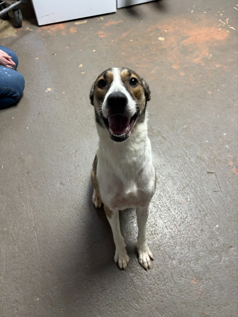 Tilly(AC)