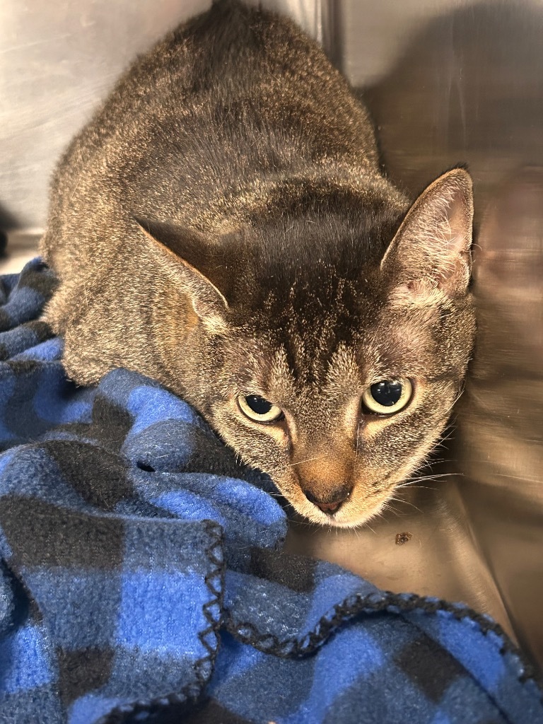 Missy bonded with Shadow