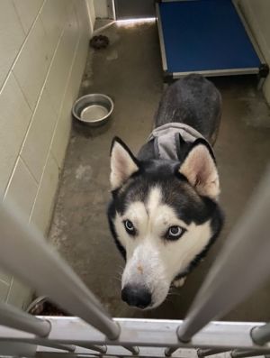 Koa