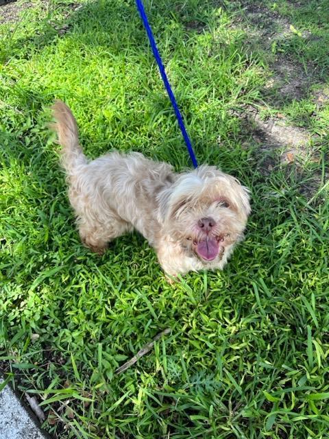 LADY, an adoptable Havanese in Miami, FL, 33122 | Photo Image 1