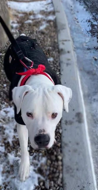 Ghost, an adoptable Pit Bull Terrier in Jerome, ID, 83338 | Photo Image 2