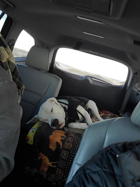 Ghost, an adoptable Pit Bull Terrier in Jerome, ID, 83338 | Photo Image 3