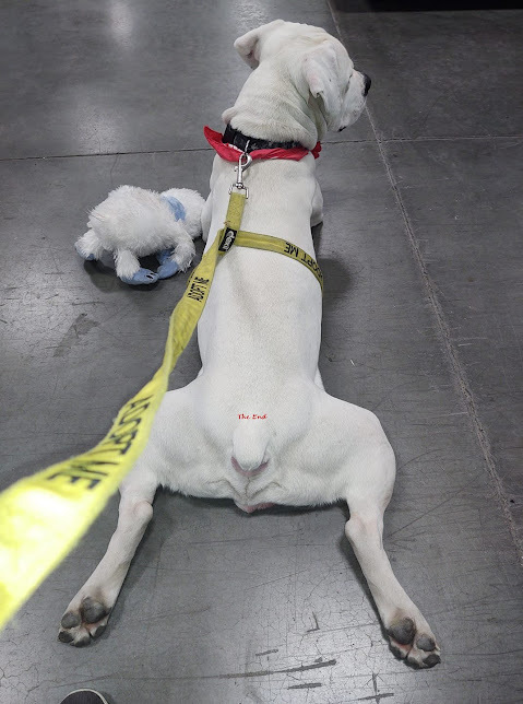 Ghost, an adoptable Pit Bull Terrier in Jerome, ID, 83338 | Photo Image 4