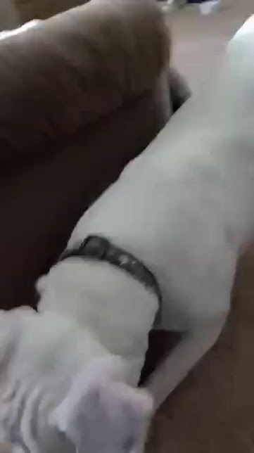 Ghost, an adoptable Pit Bull Terrier in Jerome, ID, 83338 | Photo Image 6