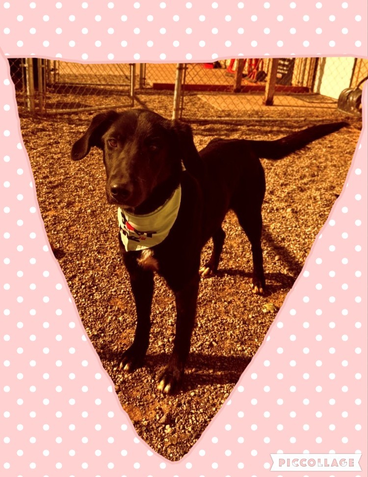 Ella, an adoptable Labrador Retriever, Border Collie in Jerome, ID, 83338 | Photo Image 1