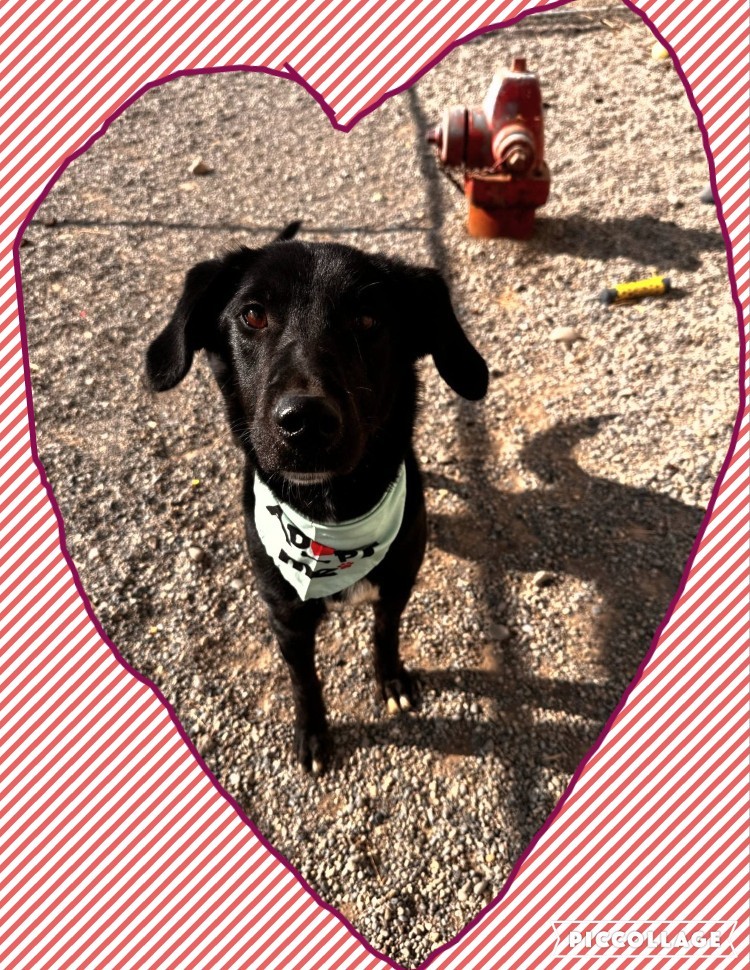 Ella, an adoptable Labrador Retriever, Border Collie in Jerome, ID, 83338 | Photo Image 3