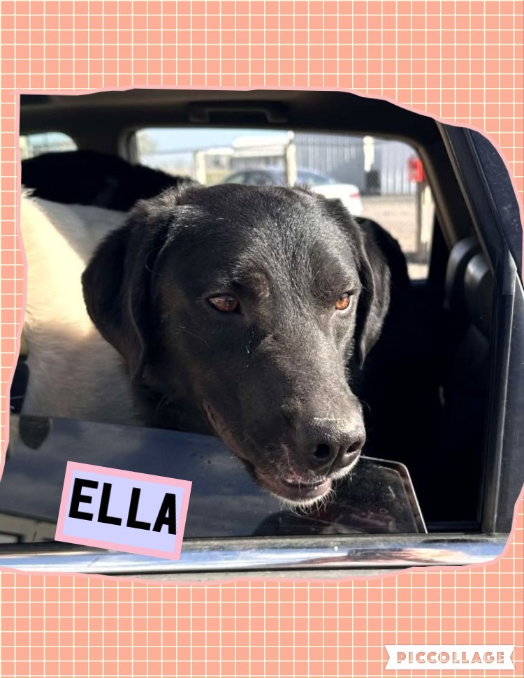 Ella, an adoptable Labrador Retriever, Border Collie in Jerome, ID, 83338 | Photo Image 4