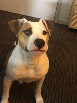 Jackson, an adoptable Pit Bull Terrier in Jerome, ID, 83338 | Photo Image 1