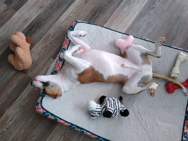 Jackson, an adoptable Pit Bull Terrier in Jerome, ID, 83338 | Photo Image 4