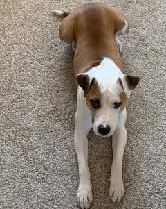 Jackson, an adoptable Pit Bull Terrier in Jerome, ID, 83338 | Photo Image 6