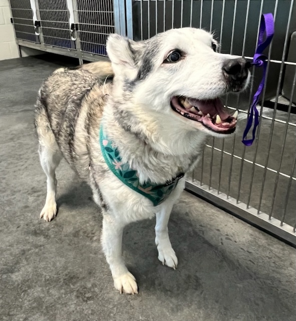Gabby, an adoptable Samoyed, Husky in Jerome, ID, 83338 | Photo Image 1