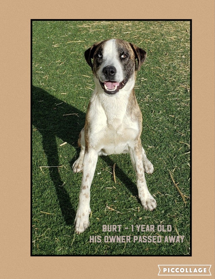 Burt, an adoptable Catahoula Leopard Dog, Mountain Cur in Jerome, ID, 83338 | Photo Image 3