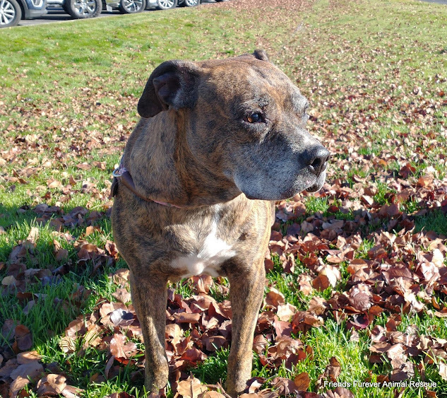 Charm, an adoptable Boxer in Jerome, ID, 83338 | Photo Image 1