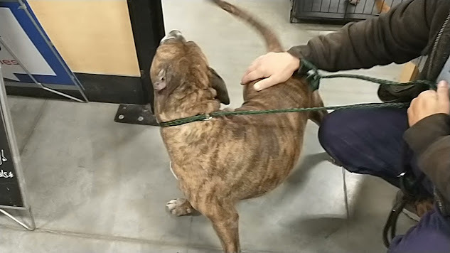 Charm, an adoptable Boxer in Jerome, ID, 83338 | Photo Image 4