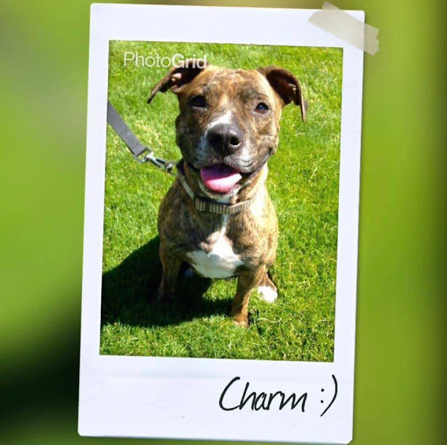 Charm, an adoptable Boxer in Jerome, ID, 83338 | Photo Image 6