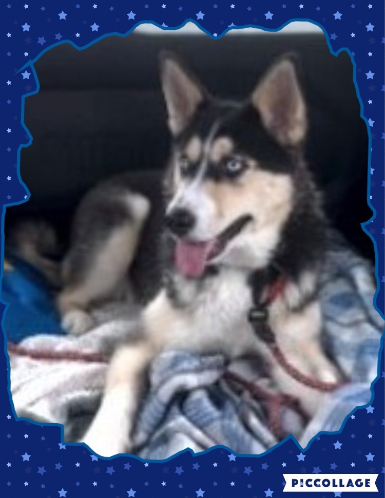 TAYLOR, an adoptable German Shepherd Dog, Siberian Husky in Jerome, ID, 83338 | Photo Image 2