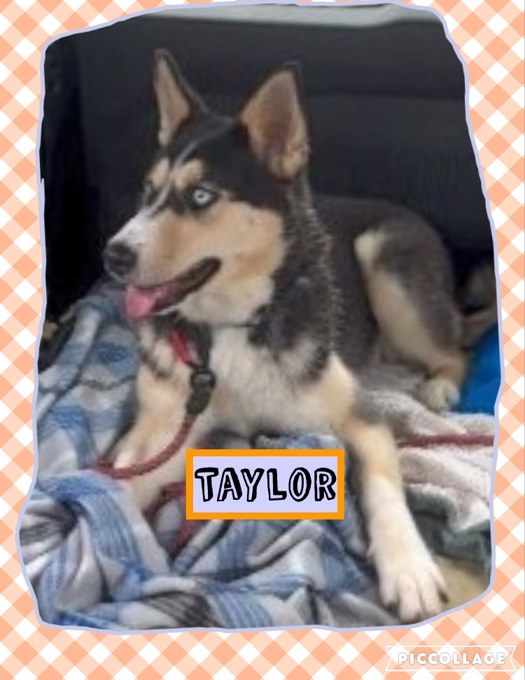 TAYLOR, an adoptable German Shepherd Dog, Siberian Husky in Jerome, ID, 83338 | Photo Image 3