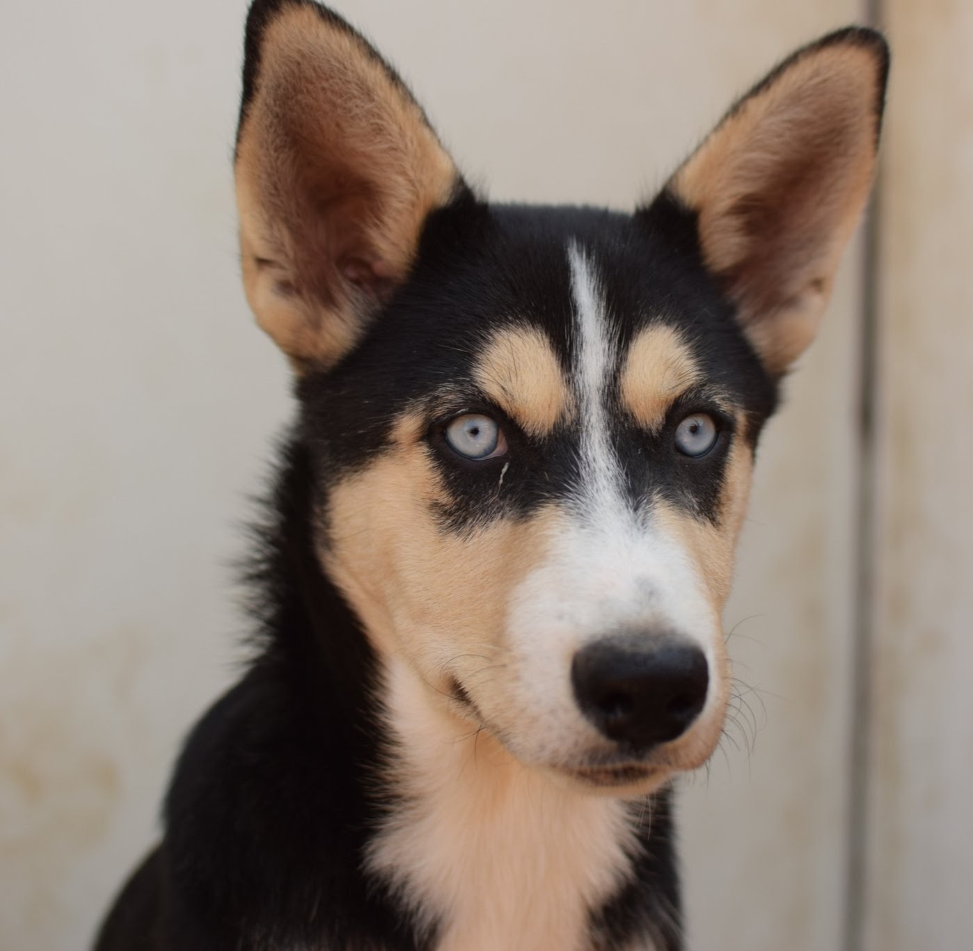TAYLOR, an adoptable German Shepherd Dog, Siberian Husky in Jerome, ID, 83338 | Photo Image 5