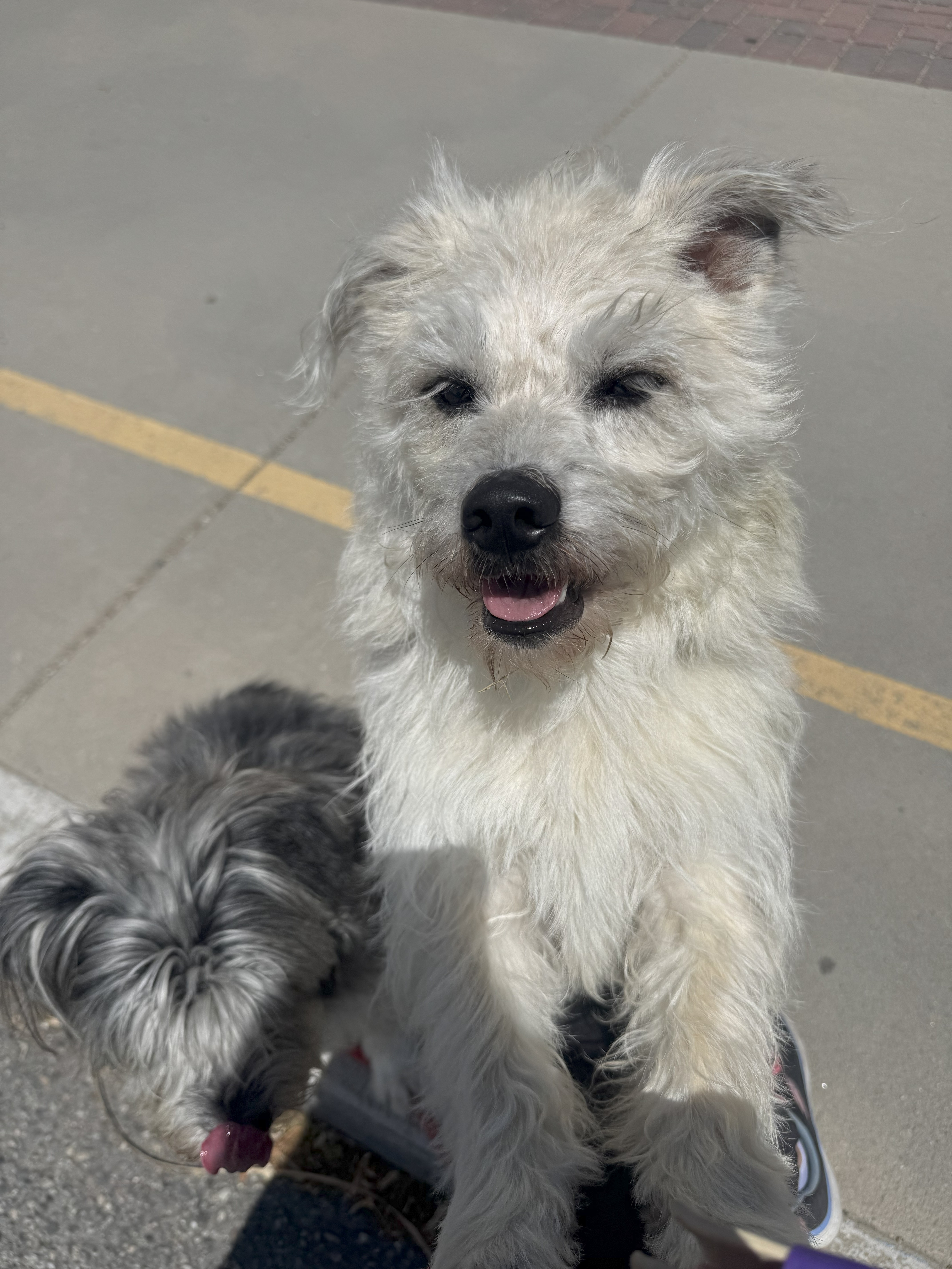 Daisy, an adoptable Miniature Poodle, Tibetan Terrier in Jerome, ID, 83338 | Photo Image 1