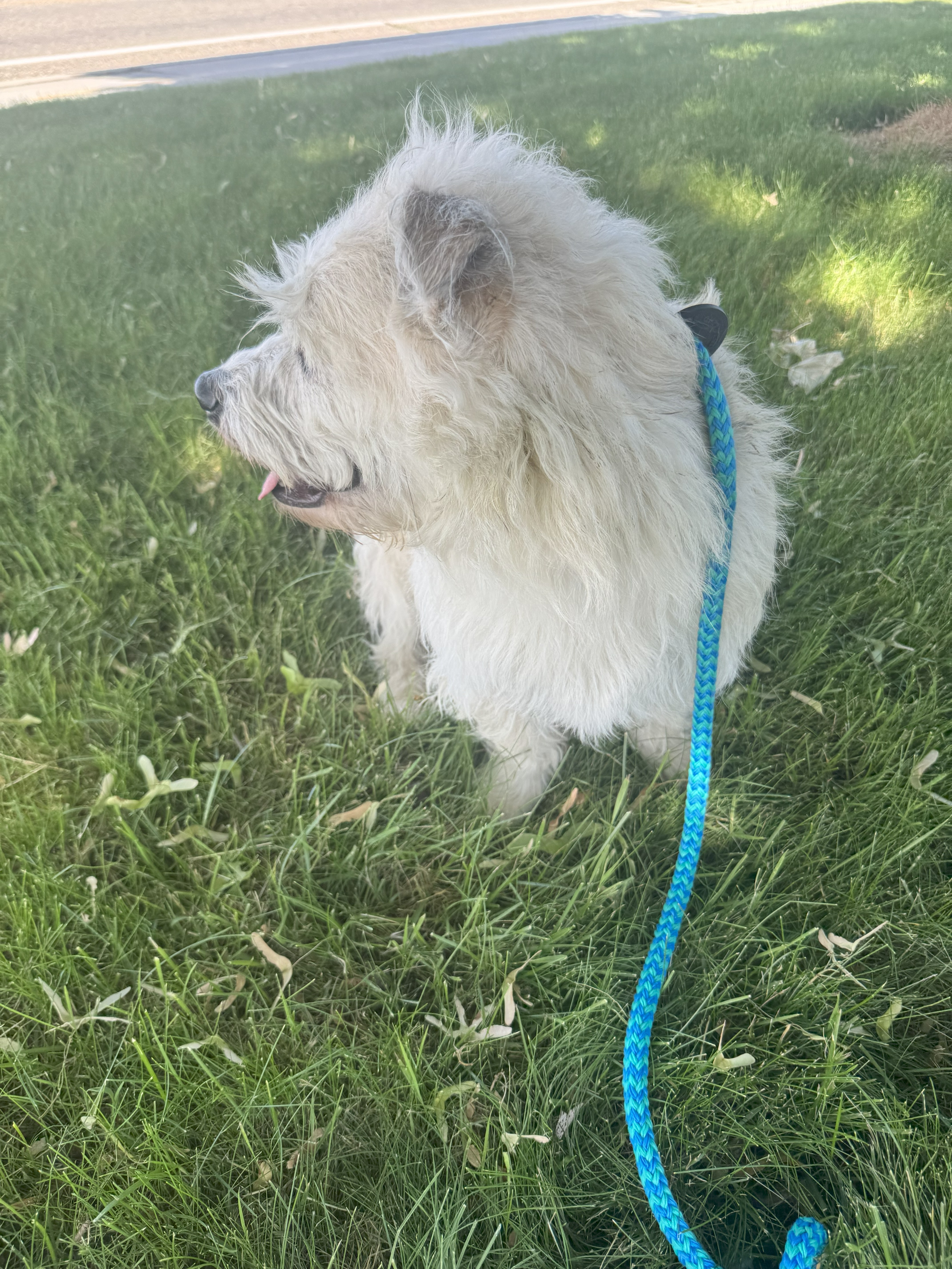 Daisy, an adoptable Miniature Poodle, Tibetan Terrier in Jerome, ID, 83338 | Photo Image 5