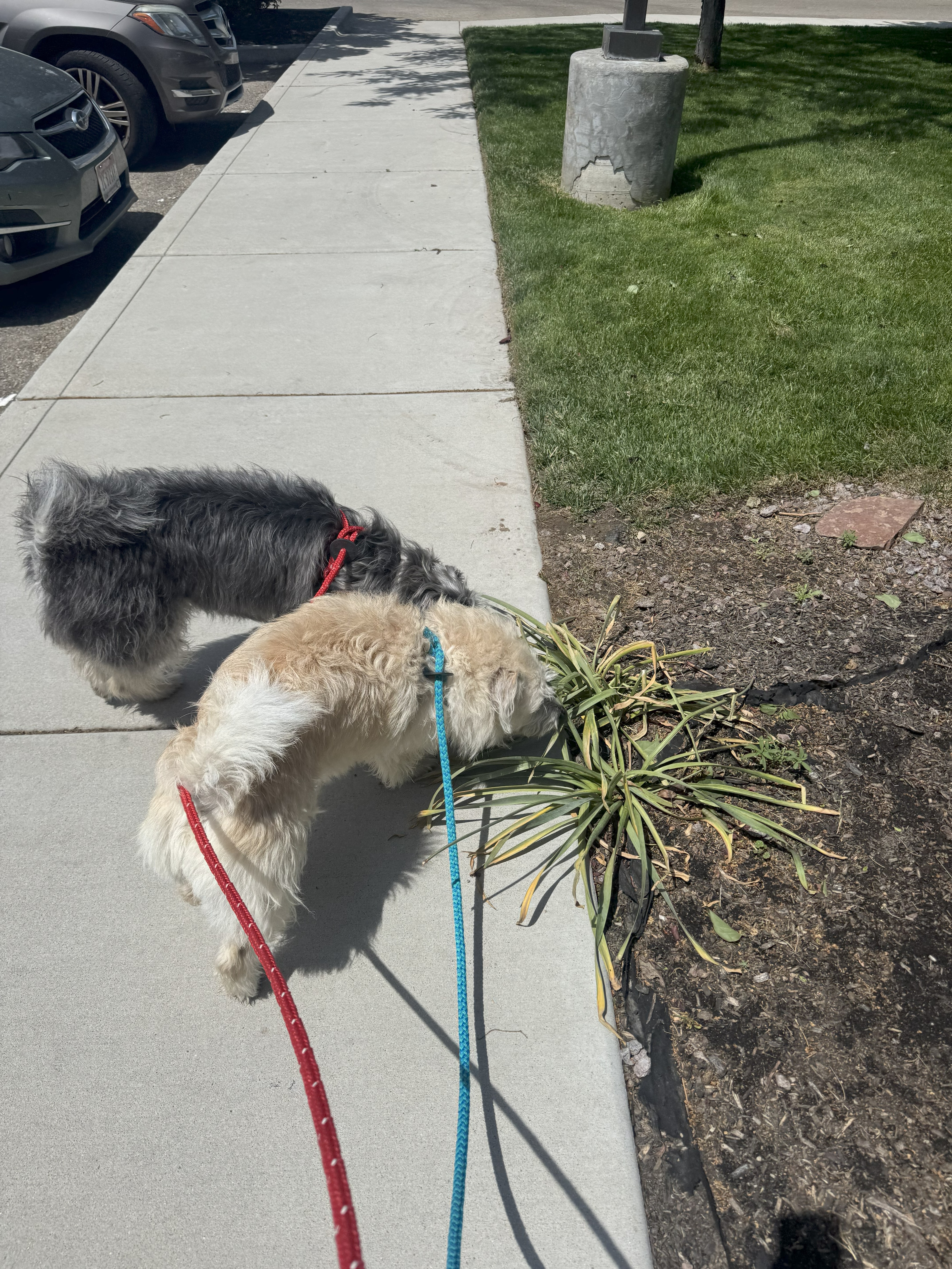 Daisy, an adoptable Miniature Poodle, Tibetan Terrier in Jerome, ID, 83338 | Photo Image 6
