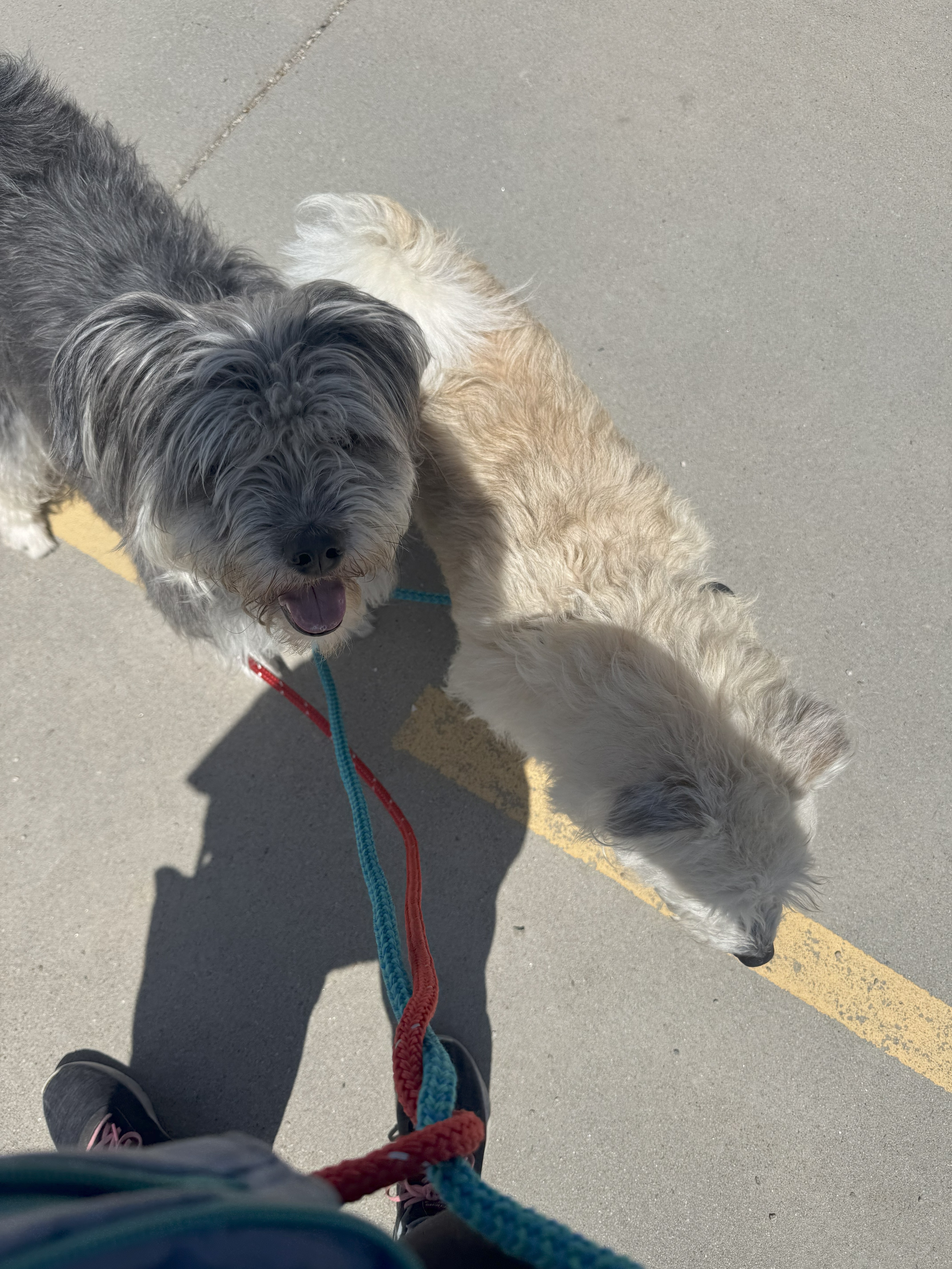 Rose, an adoptable Miniature Poodle, Miniature Schnauzer in Jerome, ID, 83338 | Photo Image 2