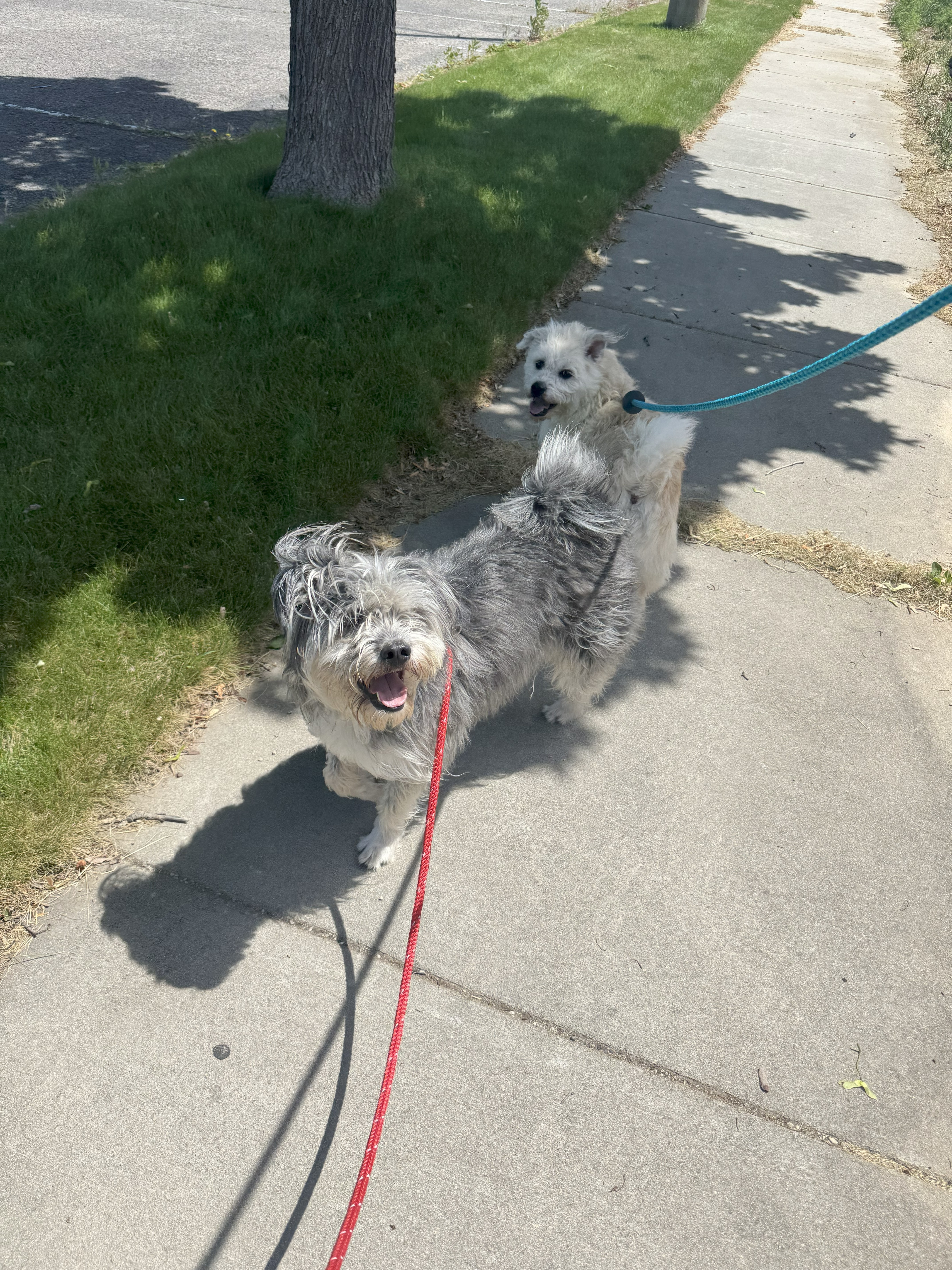 Rose, an adoptable Miniature Poodle, Miniature Schnauzer in Jerome, ID, 83338 | Photo Image 6
