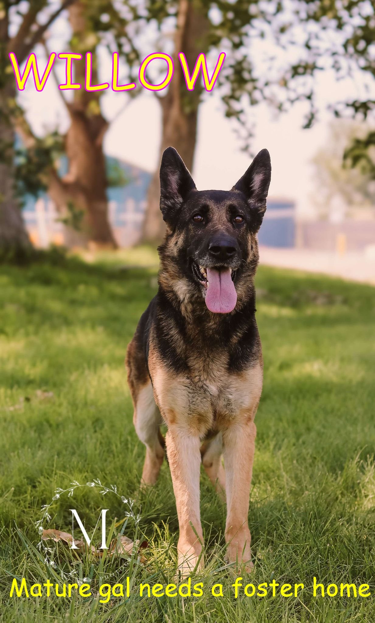 WILLOW, an adoptable German Shepherd Dog in Jerome, ID, 83338 | Photo Image 1