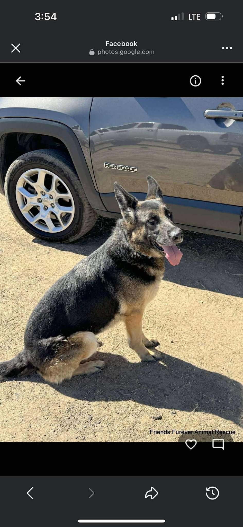 WILLOW, an adoptable German Shepherd Dog in Jerome, ID, 83338 | Photo Image 2