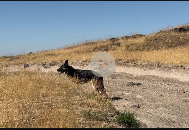 WILLOW, an adoptable German Shepherd Dog in Jerome, ID, 83338 | Photo Image 3