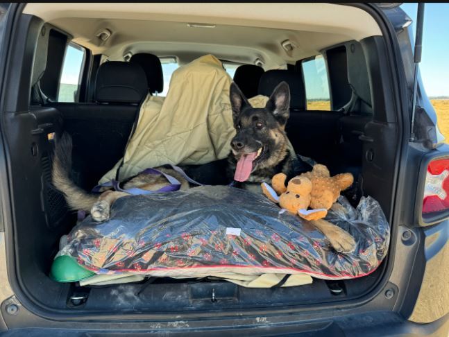 WILLOW, an adoptable German Shepherd Dog in Jerome, ID, 83338 | Photo Image 4