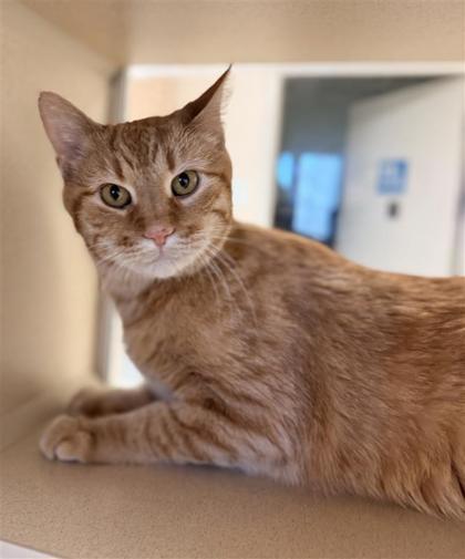 Rusty, an adoptable Domestic Short Hair in Hutchinson, KS, 67504 | Photo Image 1