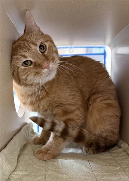 Rusty, an adoptable Domestic Short Hair in Hutchinson, KS, 67504 | Photo Image 2