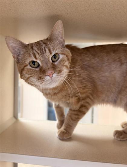 Rusty, an adoptable Domestic Short Hair in Hutchinson, KS, 67504 | Photo Image 3