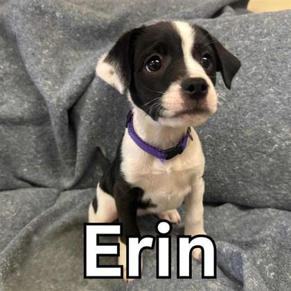 Erin (Purple), an adoptable Mixed Breed in Hutchinson, KS, 67504 | Photo Image 1