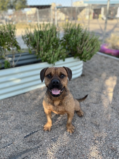 Miguel, an adoptable Terrier, Bullmastiff in Fort Worth, TX, 76119 | Photo Image 1