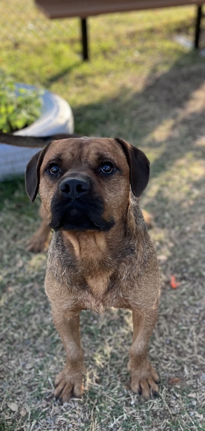 Miguel, an adoptable Terrier, Bullmastiff in Fort Worth, TX, 76119 | Photo Image 2