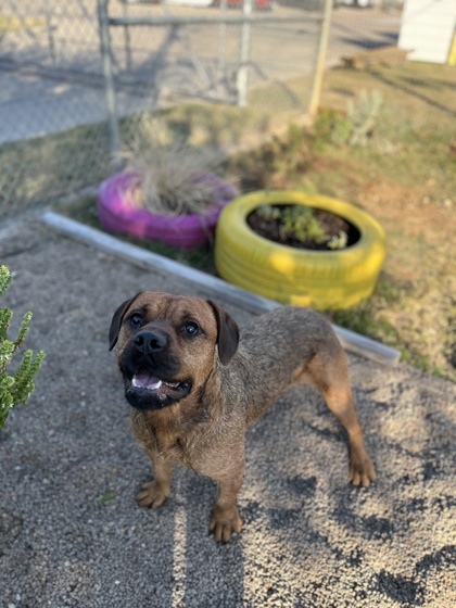 Miguel, an adoptable Terrier, Bullmastiff in Fort Worth, TX, 76119 | Photo Image 3