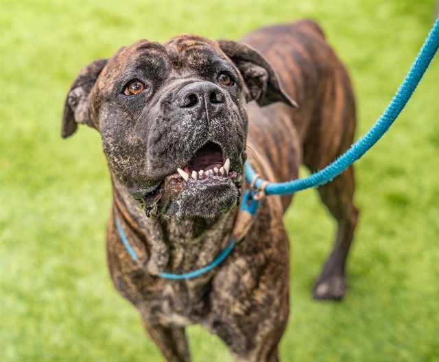 FIDGET, an adoptable Bullmastiff in San Jose, CA, 95111 | Photo Image 1