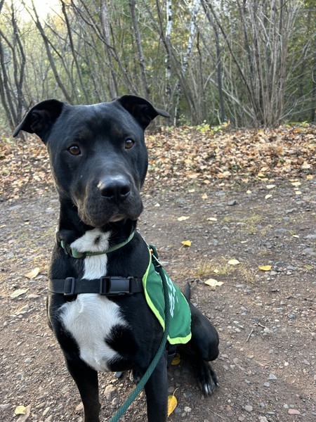 Freckie, an adoptable Labrador Retriever in Duluth, MN, 55802 | Photo Image 1